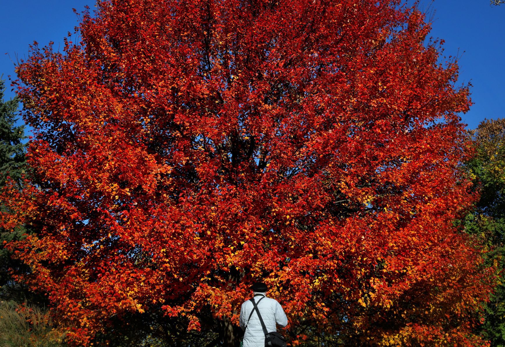Fall colors remain at MoBot during final days of tree week